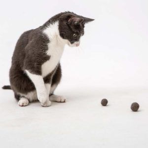 Żyj pięknie - Zrób zabawkę dla kota z jego wyczesanego podszerstka
